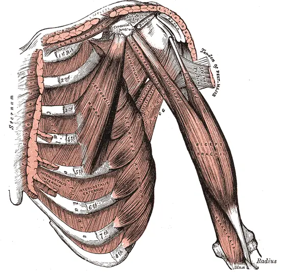 Tavola anatomica della parete anteriore del torace e del braccio sinistro: il bicipite brachiale con i due capi che salgono verso la spalla, il muscolo brachiale in profondità vicino al gomito, i pettorali e il deltoide