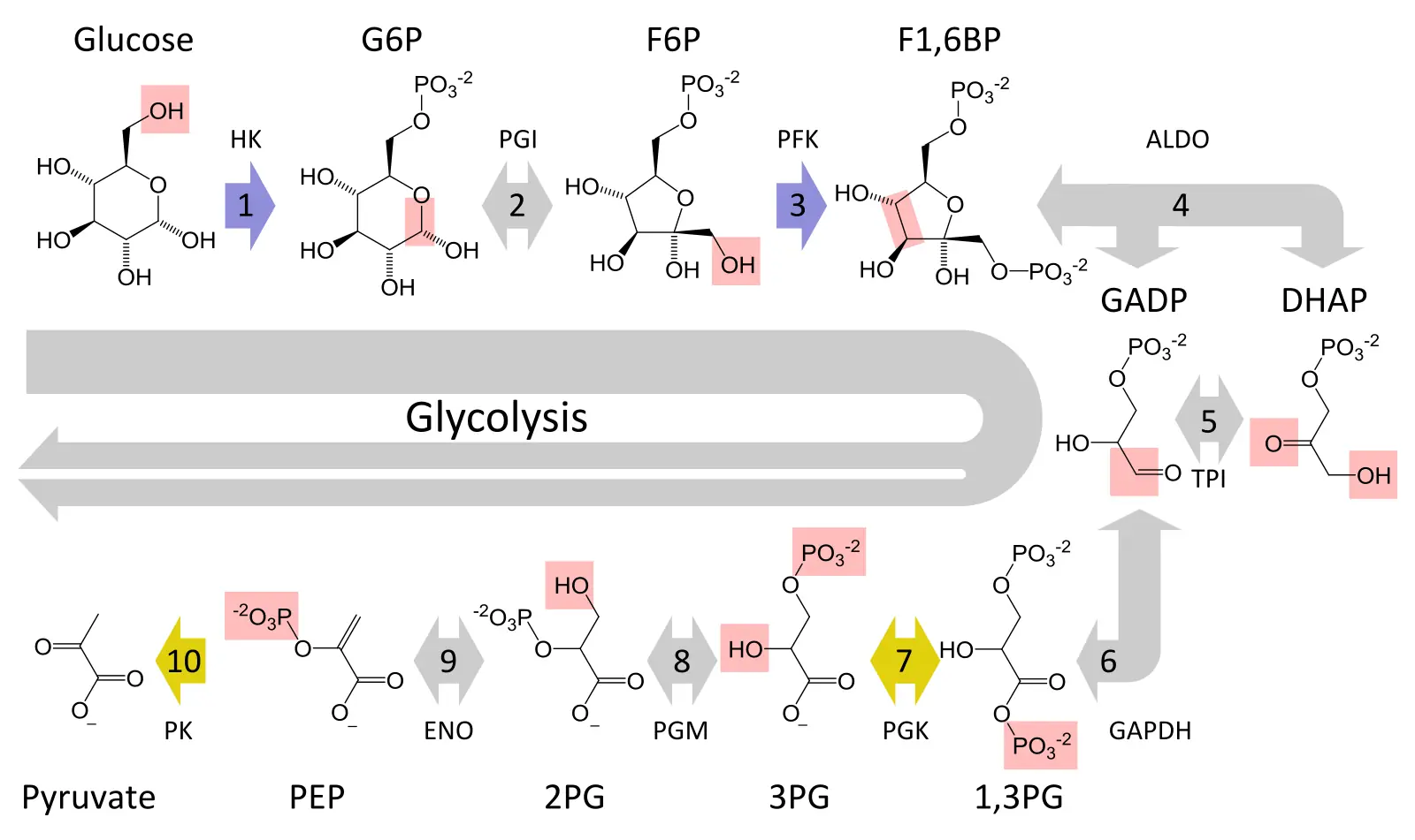 Le dieci tappe della glicolisi con le formule di struttura degli intermedi, dal glucosio al piruvato, e le frecce numerate da 1 a 10 con le sigle degli enzimi