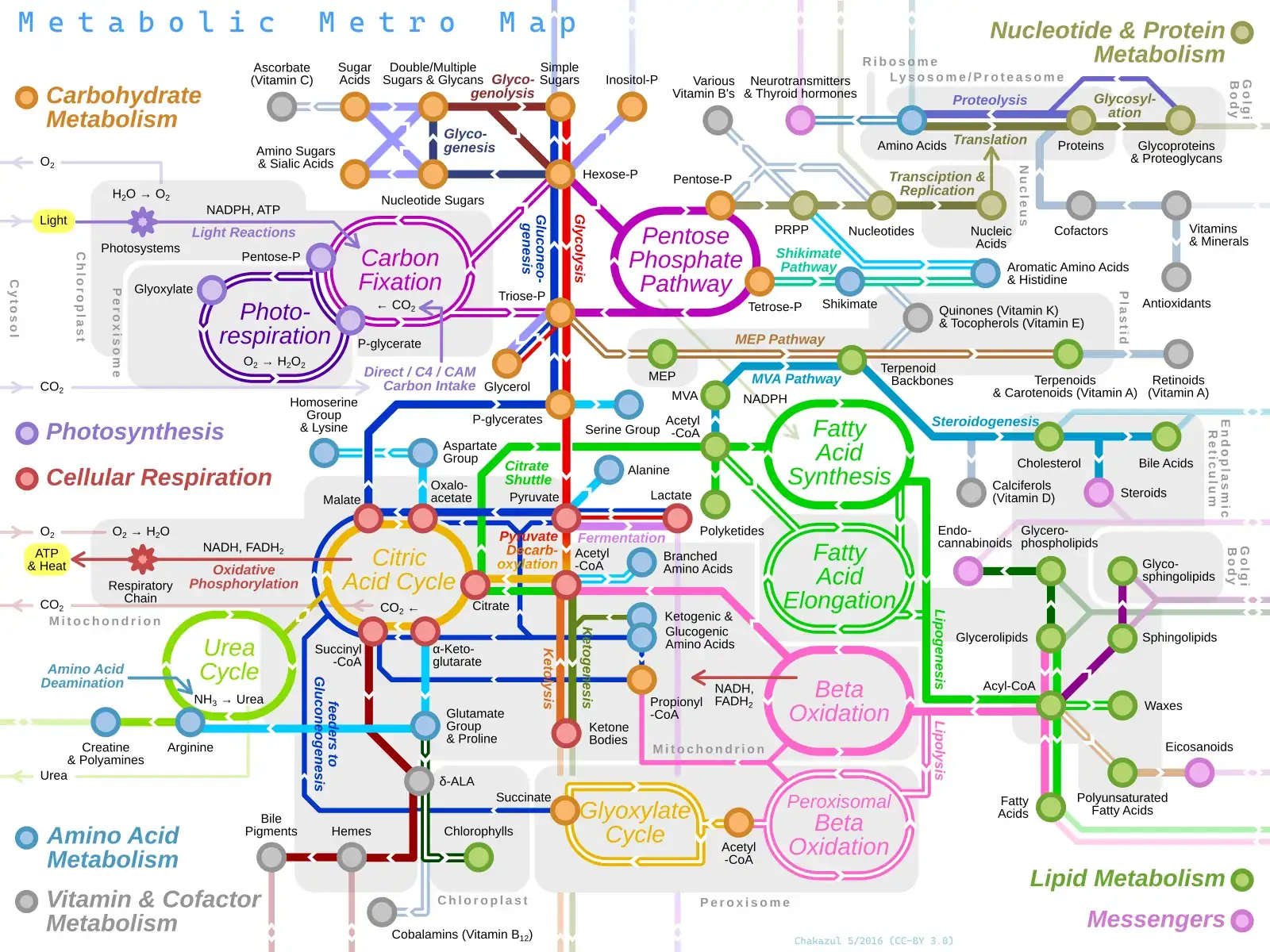 Mappa del metabolismo disegnata come una mappa della metropolitana: le vie metaboliche sono linee colorate che si incrociano in stazioni come piruvato, acetil-CoA, ciclo dell'acido citrico, beta-ossidazione, sintesi degli acidi grassi, ciclo dell'urea e via dei pentoso fosfati