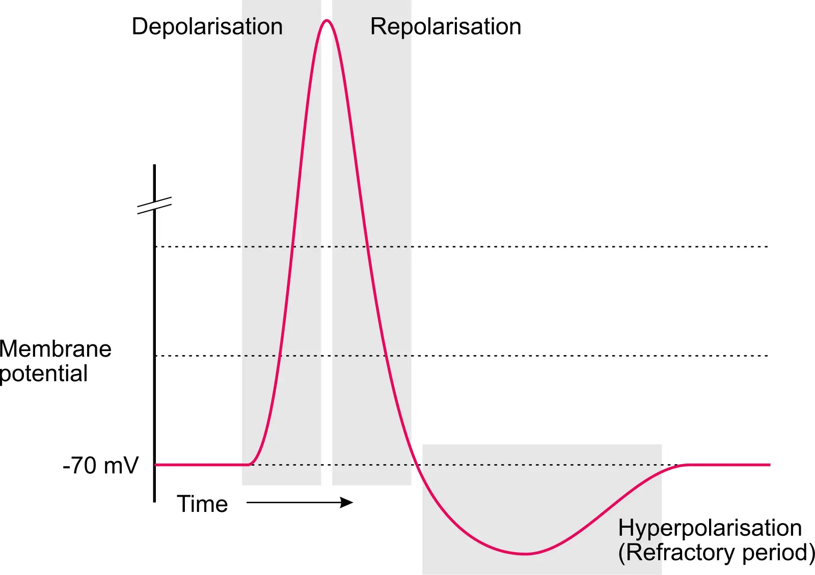 Grafico del potenziale d'azione: il potenziale di membrana parte da -70 mV, sale rapidamente nella depolarizzazione, scende nella ripolarizzazione, scende sotto il valore di riposo nell'iperpolarizzazione e poi torna a -70 mV