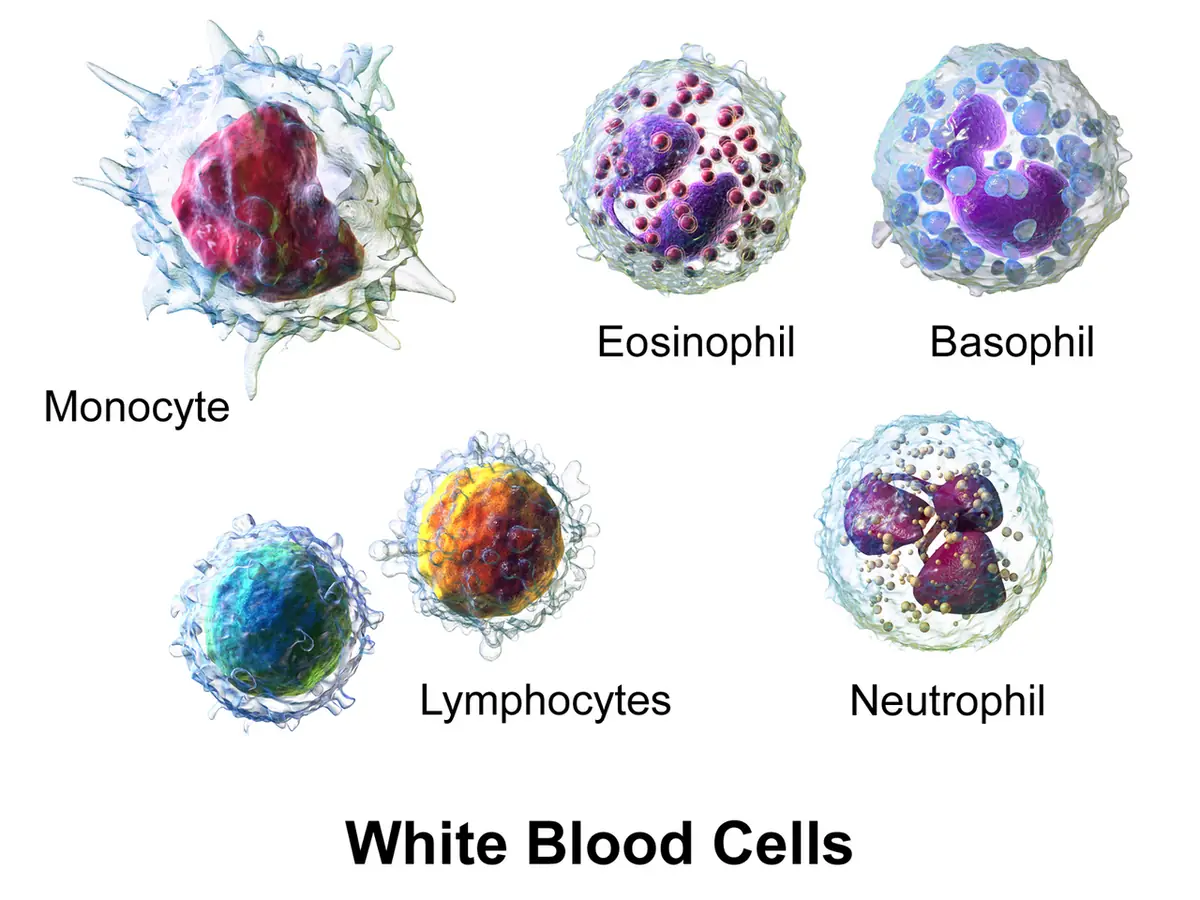 Illustrazione tridimensionale dei cinque tipi di globuli bianchi: monocita con nucleo grande e irregolare, eosinofilo con granuli rossi, basofilo con granuli blu, due linfociti piccoli e rotondi con poco citoplasma, neutrofilo con nucleo a più lobi