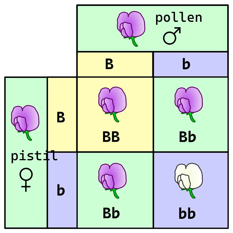 Quadrato di Punnett dell'incrocio Bb x Bb nel pisello di Mendel: tre fiori viola (BB, Bb, Bb) e un fiore bianco (bb)