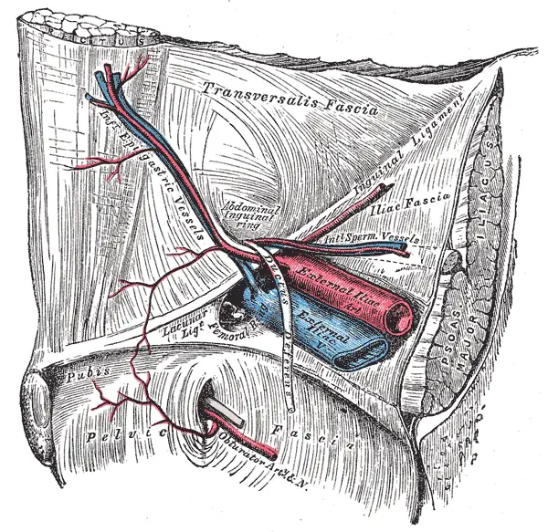 Gray's Anatomy plate of the deep inguinal region seen from inside the abdomen, with labelled inferior epigastric vessels, abdominal inguinal ring, external iliac artery and vein, femoral ring and lacunar ligament