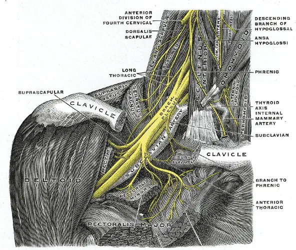 Gray's Anatomy plate of the brachial plexus in the root of the neck, shown in yellow between scalenus anterior and the subclavian artery, with the clavicle cut away