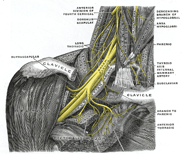 Tavola anatomica del plesso brachiale destro visto di fronte: i nervi in giallo emergono tra i muscoli scaleni, passano sotto la clavicola accanto all'arteria succlavia e si dividono verso la spalla e il braccio